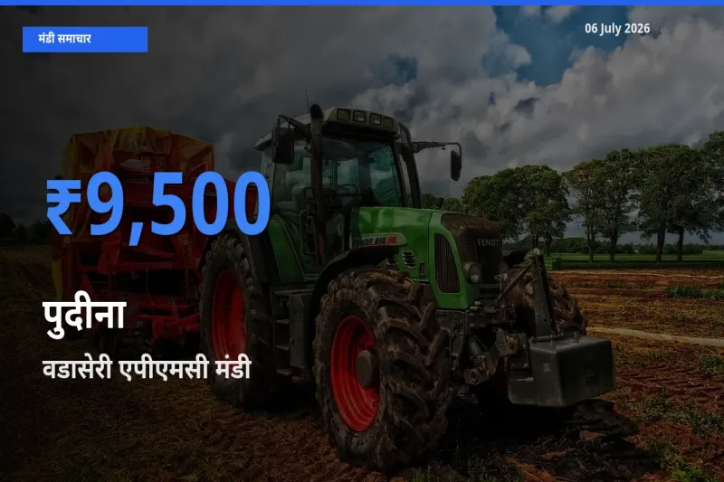 06 July अपडेट: पुदीना के सबसे ऊँचे दाम वडासेरी एपीएमसी मंडी में