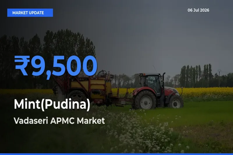 Vadaseri APMC Offers ₹9,500 – Highest Mint(Pudina) Rate Today