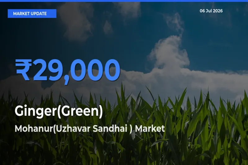 Mohanur(Uzhavar Sandhai ) Records Highest ₹29,000 Rate for Ginger(Green)