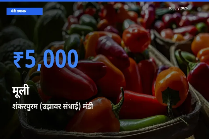 शंकरपुरम (उझावर संधाई) मंडी में आज मूली के सबसे ऊँचे दाम दर्ज