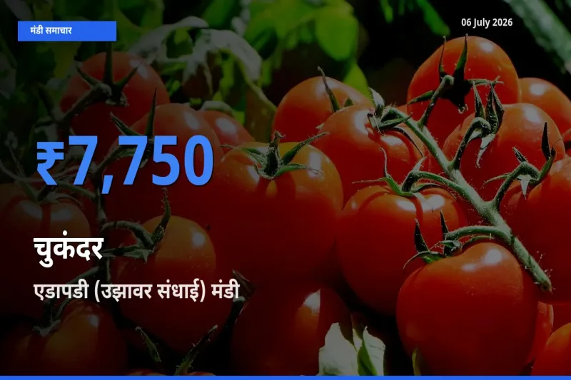 आज चुकंदर के सबसे ज़्यादा दाम एडापडी (उझावर संधाई) मंडी में दर्ज