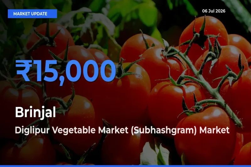 Brinjal Mandi Rate Today: Diglipur Vegetable Market (Subhashgram) Tops the List