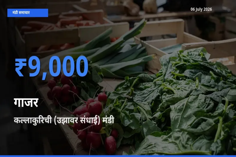 किसानों की पसंद बना कल्लाकुरिची (उझावर संधाई), गाजर के सबसे अच्छे दाम