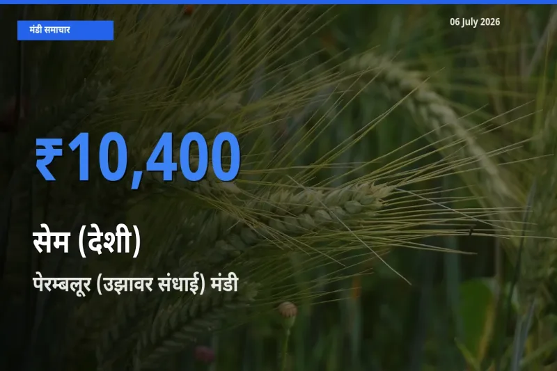 किसानों की पसंद बना पेरम्बलूर (उझावर संधाई), सेम (देशी) के सबसे अच्छे दाम