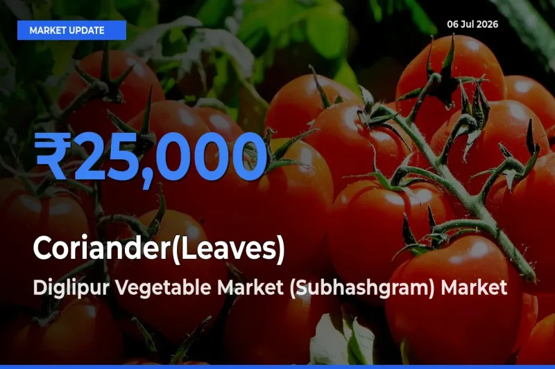 Diglipur Vegetable Market (Subhashgram) Records Highest ₹25,000 Rate for Coriander(Leaves)