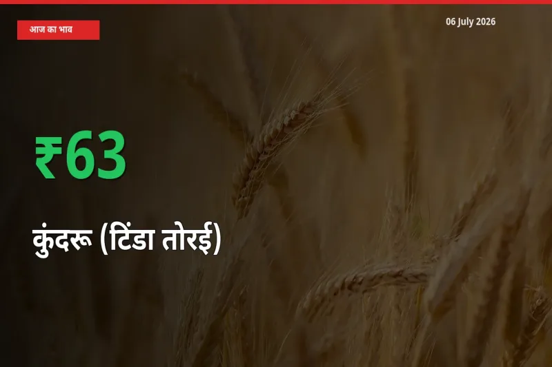 कुंदरू (टिंडा तोरई) 63.39% उछला, मंडी