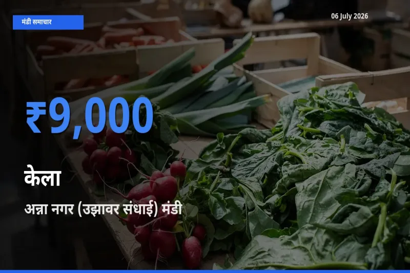 किसानों की पसंद बना अन्ना नगर (उझावर संधाई), केला के सबसे अच्छे दाम