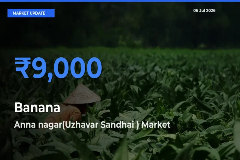 Anna nagar(Uzhavar Sandhai ) Emerges as Top Mandi for Banana Prices Today