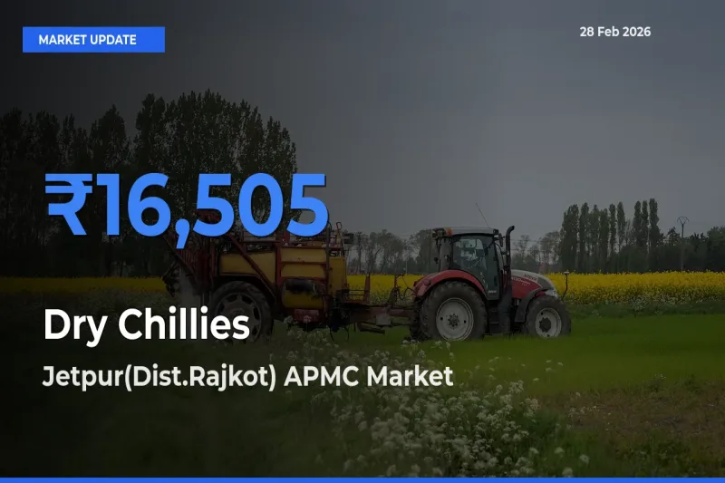 Market Watch: Jetpur(Dist.Rajkot) APMC Becomes Top Mandi for Dry Chillies