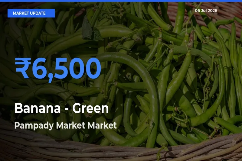 Pampady Market Records Highest ₹6,500 Rate for Banana - Green