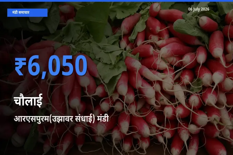 आज का मंडी भाव: चौलाई के सबसे ज़्यादा दाम आरएसपुरम(उझावर संधाई) में