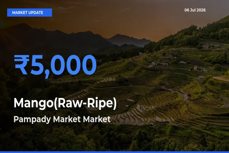 Mango(Raw-Ripe) Mandi Rate Today: Pampady Market Tops the List