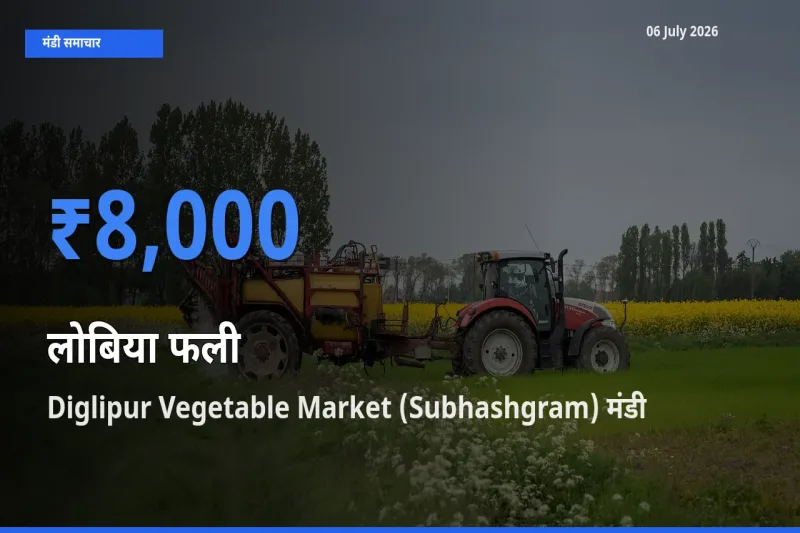 06 July अपडेट: लोबिया फली के सबसे ऊँचे दाम Diglipur Vegetable Market (Subhashgram) मंडी में