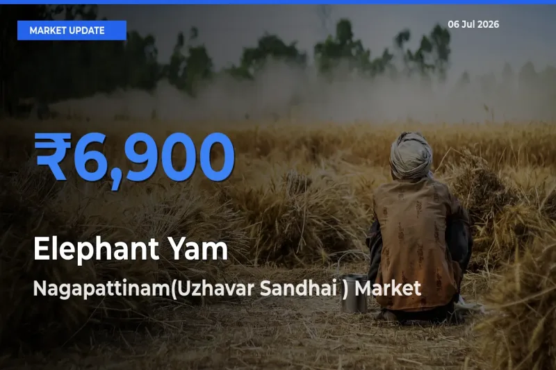 Farmers Prefer Nagapattinam(Uzhavar Sandhai ) as Elephant Yam Hits Highest Rate