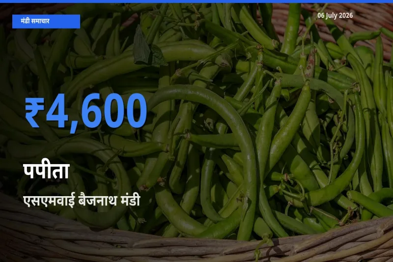आज पपीता के सबसे ऊँचे दाम ₹4,600 एसएमवाई बैजनाथ मंडी में