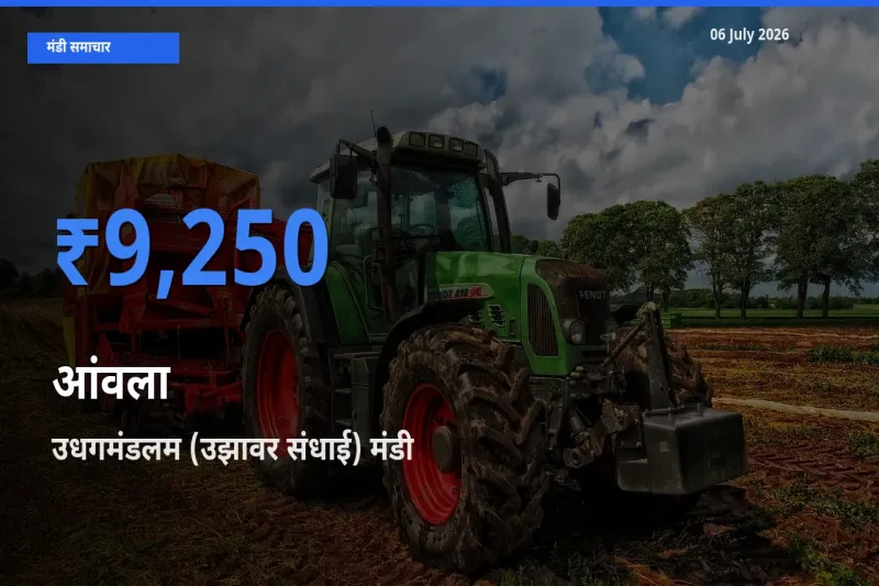 टॉप मंडी बना उधगमंडलम (उझावर संधाई)! आंवला के सबसे ऊँचे दाम यहीं दर्ज