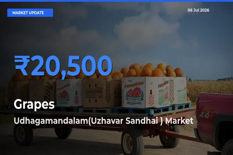 Udhagamandalam(Uzhavar Sandhai ) Offers ₹20,500 – Highest Grapes Rate Today