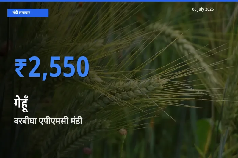 बाज़ार संकेत: बरबीघा एपीएमसी बना गेहूँ के लिए आज की टॉप मंडी