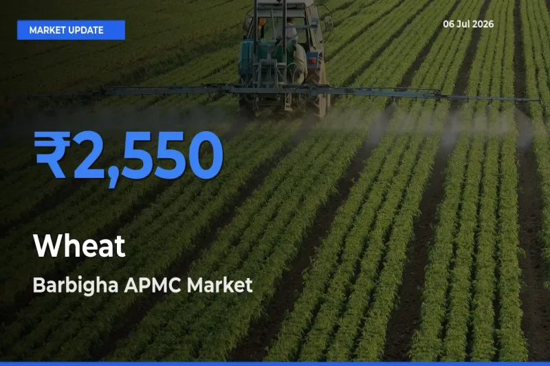 Barbigha APMC Emerges as Top Mandi for Wheat Prices Today