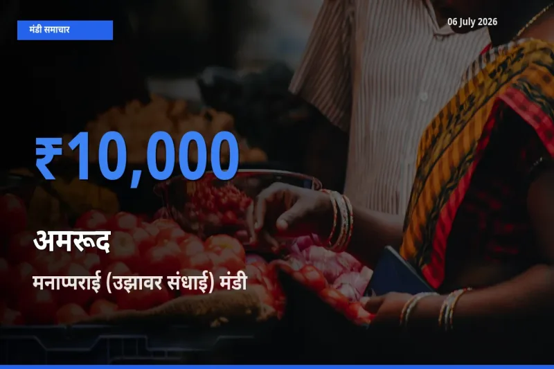 आज का मंडी भाव: अमरूद के सबसे ज़्यादा दाम मनाप्पराई (उझावर संधाई) में