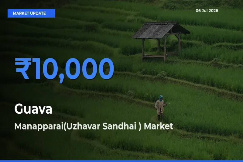Market Watch: Manapparai(Uzhavar Sandhai ) Becomes Top Mandi for Guava