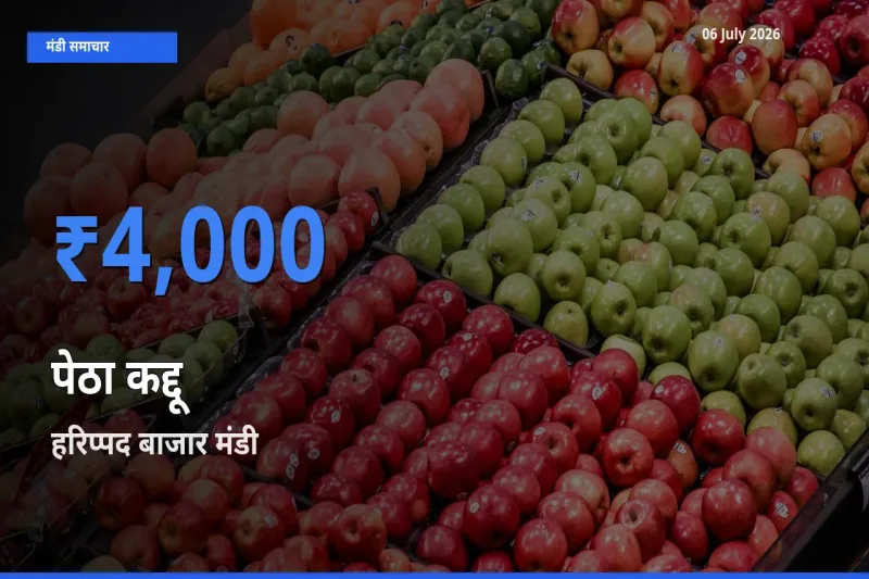 आज पेठा कद्दू के सबसे ज़्यादा दाम हरिप्पद बाजार मंडी में दर्ज