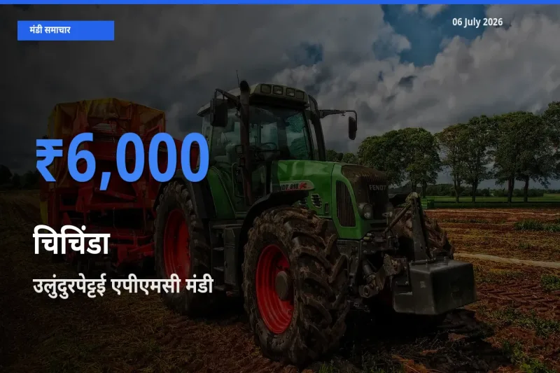 आज चिचिंडा के सबसे ज़्यादा दाम उलुंदुरपेट्टई एपीएमसी मंडी में दर्ज