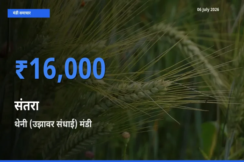 थेनी (उझावर संधाई) में संतरा का आज सबसे ऊँचा भाव