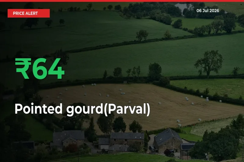 Pointed gourd(Parval) Rises 63.68% at Mandis