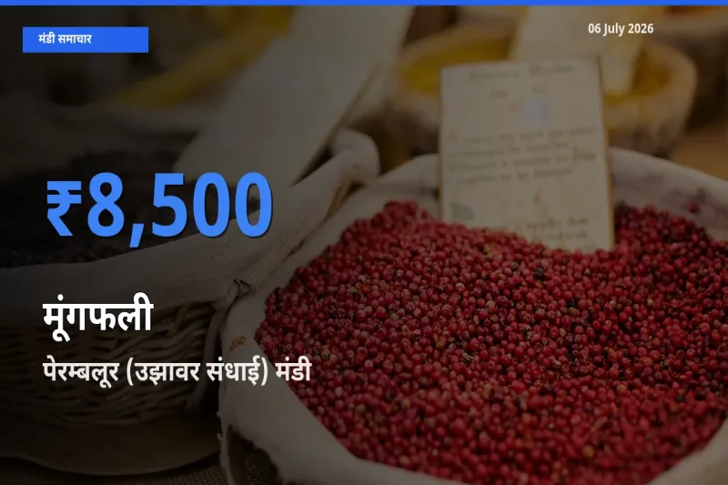 आज का मंडी भाव: मूंगफली के सबसे ज़्यादा दाम पेरम्बलूर (उझावर संधाई) में