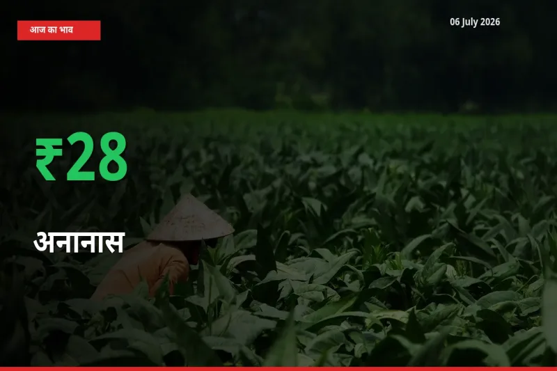 आज का मंडी भाव: अनानास के दाम मंडी में 28.38% ऊपर