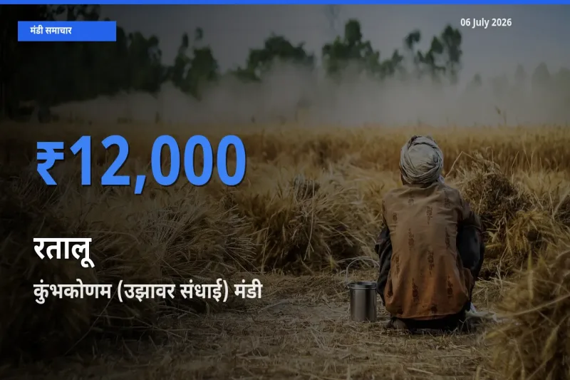 आज का मंडी भाव: रतालू के सबसे ज़्यादा दाम कुंभकोणम (उझावर संधाई) में