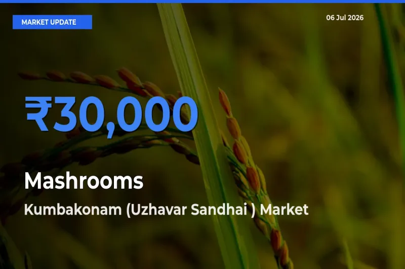 Kumbakonam (Uzhavar Sandhai ) Tops Mashrooms Rates – July 06 Market Update
