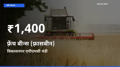 तेज़ गिरावट! विकासनगर एपीएमसी में फ़्रेंच बीन्स (फ़्रासबीन) के दाम 30 दिन के निचले स्तर पर