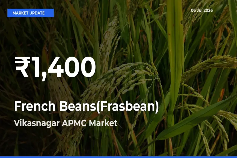French Beans(Frasbean) Falls to ₹1,400 in Vikasnagar APMC – 30-Day Lowest Rate