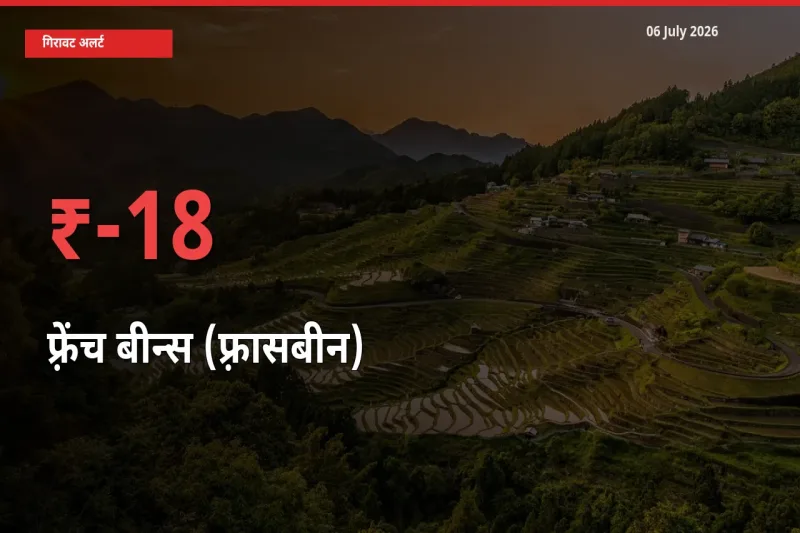 किसानों की चिंता बढ़ी! स्थानीय मंडी में फ़्रेंच बीन्स (फ़्रासबीन) 17.93% गिरा