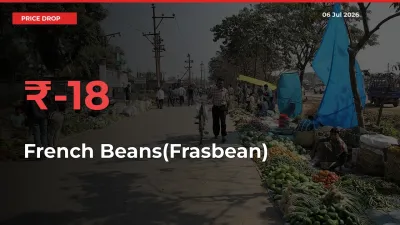 Why French Beans(Frasbean) Prices Fell 17.93% in a Day at Mandis