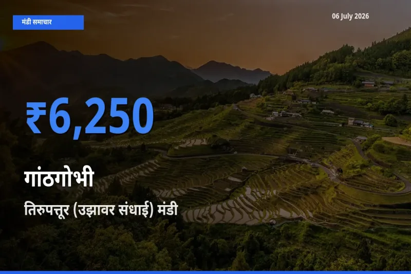 बाज़ार संकेत: तिरुपत्तूर (उझावर संधाई) बना गांठगोभी के लिए आज की टॉप मंडी