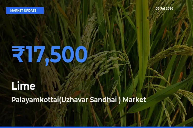 Market Watch: Palayamkottai(Uzhavar Sandhai ) Becomes Top Mandi for Lime