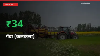 06 July अपडेट: गेंदा (कलकत्ता) के दाम मंडी में 33.53% उछले
