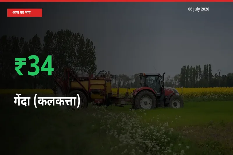 06 July अपडेट: गेंदा (कलकत्ता) के दाम मंडी में 33.53% उछले