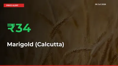 Marigold (Calcutta) Rises 33.53% at Mandis