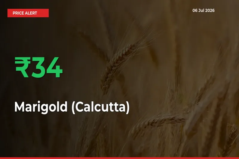 Marigold (Calcutta) Rises 33.53% at Mandis