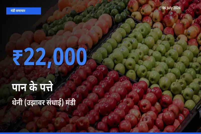 06 July अपडेट: पान के पत्ते के सबसे ऊँचे दाम थेनी (उझावर संधाई) मंडी में