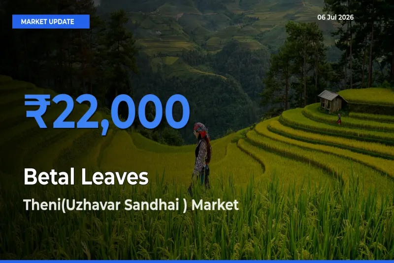 Top Performer! Theni(Uzhavar Sandhai ) Offers Best Betal Leaves Price Today