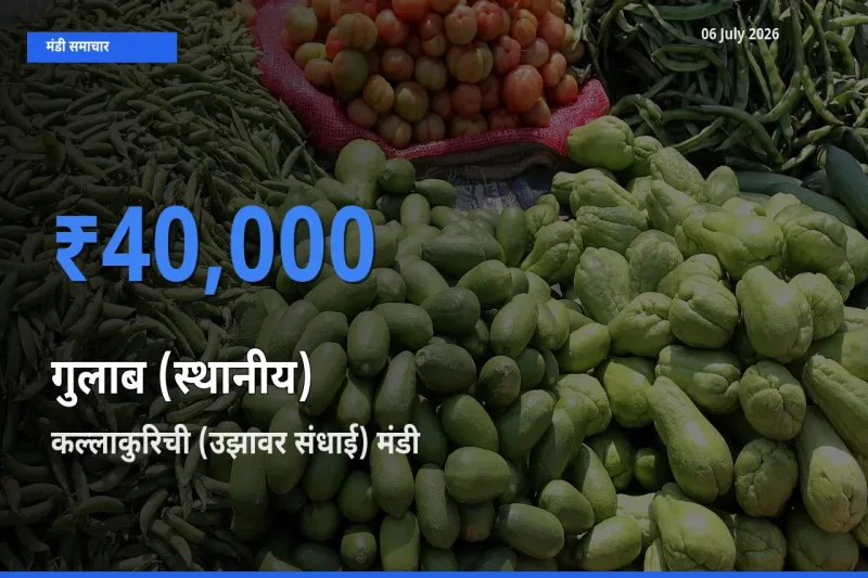 टॉप मंडी बना कल्लाकुरिची (उझावर संधाई)! गुलाब (स्थानीय) के सबसे ऊँचे दाम यहीं दर्ज