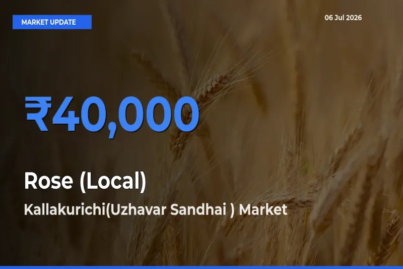 Kallakurichi(Uzhavar Sandhai ) Emerges as Top Mandi for Rose (Local) Prices Today