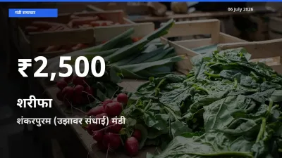 रिकॉर्ड गिरावट नहीं, लेकिन 30 दिन का न्यूनतम! शंकरपुरम (उझावर संधाई) में शरीफा के दाम फिसले