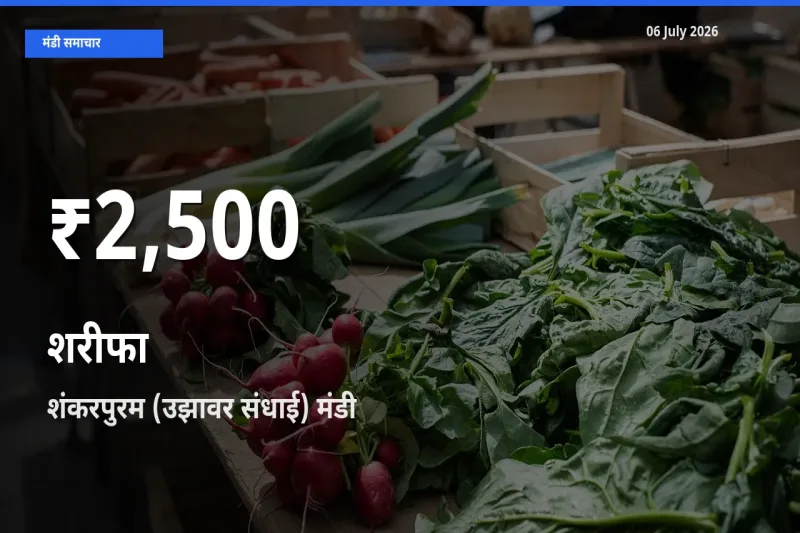 रिकॉर्ड गिरावट नहीं, लेकिन 30 दिन का न्यूनतम! शंकरपुरम (उझावर संधाई) में शरीफा के दाम फिसले