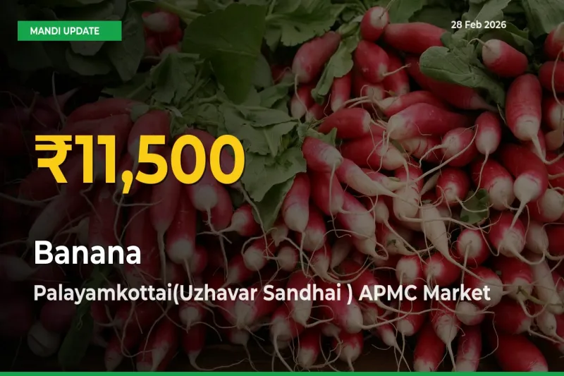 Banana Prices Soar to Record High in Palayamkottai(Uzhavar Sandhai ) APMC – Farmers Alert Today